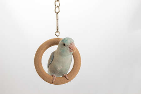 Playing Pastel Blue Forpus on white backgroundの写真素材