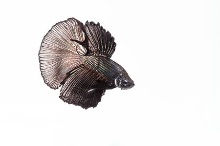 Betta, Siamese Fighting Fish on white background and refect on surfaceの写真素材