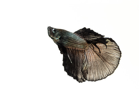 Betta, Siamese Fighting Fish on white background and refect on surfaceの写真素材
