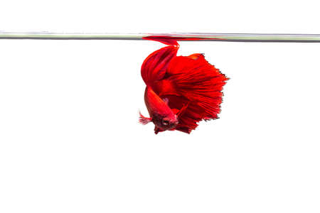 Betta, Siamese Fighting Fish on white background and refect on surface
