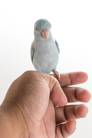 Pastel Blue Forpus Bird on white backgroundの写真素材
