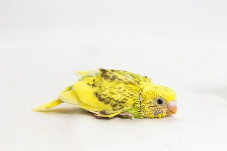 Budgie, Budgarigar Bird chick on white backgroundの写真素材