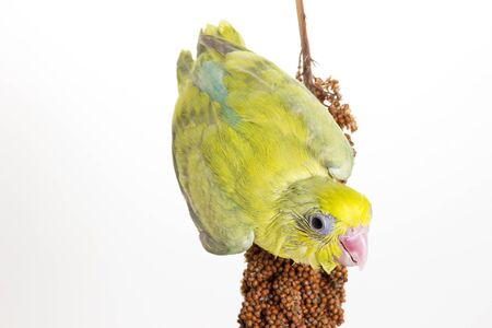 Forpus chick eating millet spray on white backgroundの写真素材