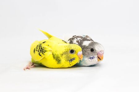 Budgie, Budgarigar Bird chick on white backgroundの写真素材