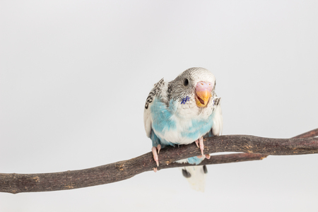 Budgie, Budgarigar Bird chick on white backgroundの写真素材