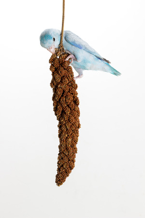 Forpus eating millet spray on white backgroundの写真素材