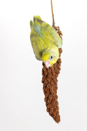 Forpus chick eating millet spray on white backgroundの写真素材