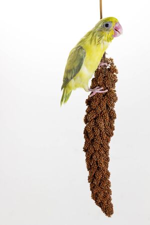 Forpus chick eating millet spray on white backgroundの写真素材