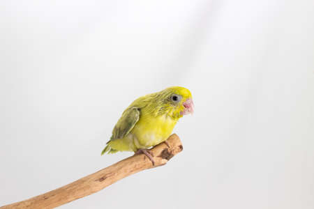 Pastel Green Forpus Bird Chick on branch and white backgroundの写真素材