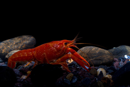 Mexican Orange Crayfish in the fish tankの写真素材