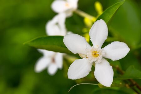 Inda White flower in the gardenの写真素材