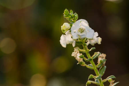 White flower and insect in the gardenの写真素材