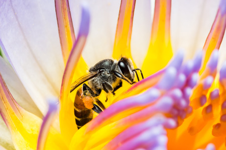Bee Eating eating Syrup in the Lotus