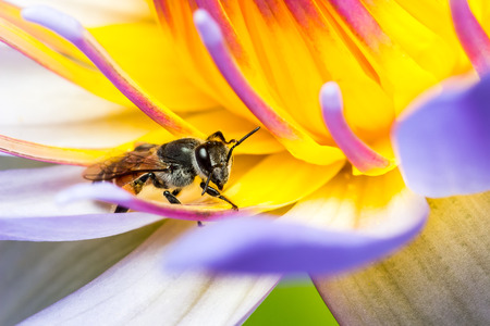 Bee Eating eating Syrup in the Lotusの写真素材