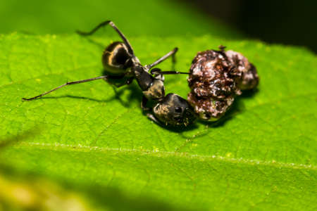 Big Black Ant Eating in the gardenの写真素材