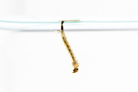 Mosquito Larvae in water on white background