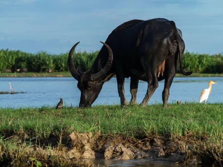 Water Buffaloe at Thale Noi. Thale Noi means small lake.