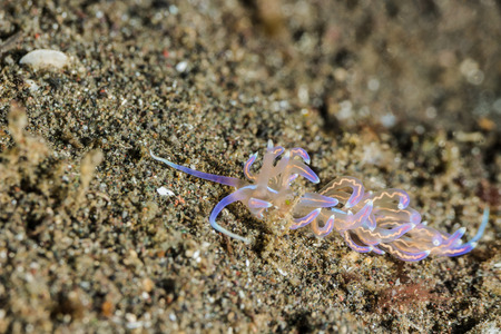 Underwater picture of  Phyllodesmium opalescens Nudibranch, Sea Slugの写真素材