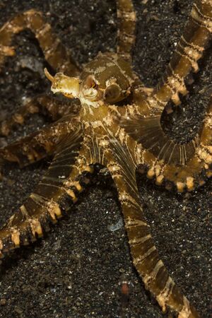 Underwater picture of Wunderpus photogenicus Octopus