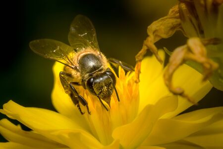 Bee eating, sucking the Yellow Cosmos's syrup in the garden