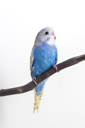 Little Cute Budgerigar, Budgie, Bird on white background