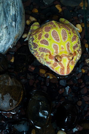 Albino Pac-Man Frog, Horned Frog (Ceratophrys ornata) in the tank