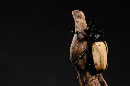 Five-horned Rhinoceros Beetle (Eupatorus gracilicornis) on the stump