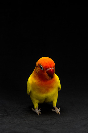 Double Yellow Lovebird, Bird in black backgroundの写真素材