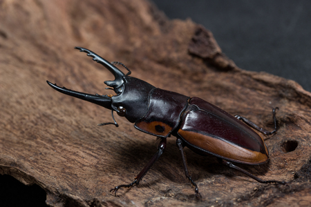Orange Striped Stag Beetle on stump woodの写真素材