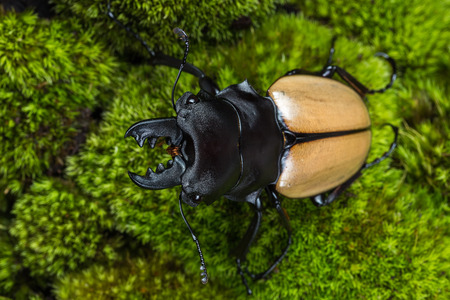 Stag Beetle (Odontolabis mouhoti ) Male on green moss