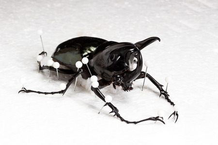 Dried Three-Horned Beetle (Chalcosoma caucasus), Dry Preservation Beetle on white backgroundの写真素材