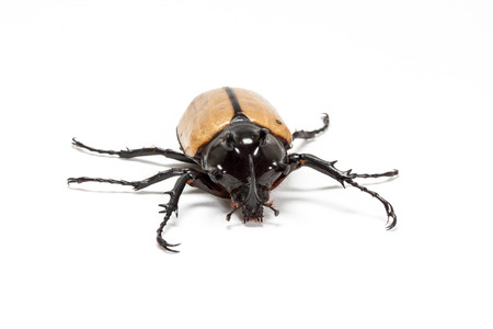 Five-horned Rhinoceros Beetle on white background