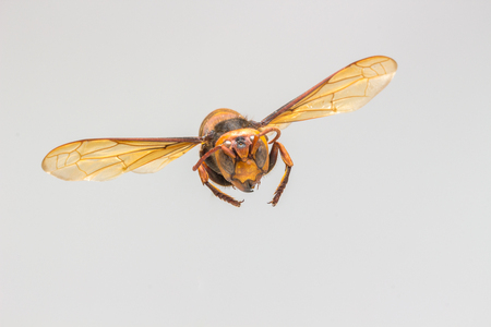 Flying Wasp, Insect  on white backgroundの写真素材