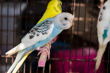 Yellow Budgie,  Budgerigar Birds in the cage