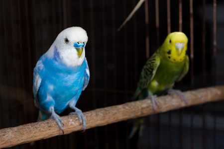 Yellow Budgie,  Budgerigar Birds in the cageの写真素材