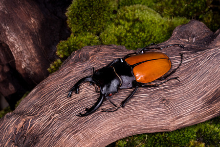 Stag Beetle (Odontolabis mouhoti ) Male on stump woodの写真素材