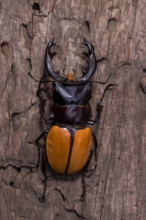 Stag Beetle (Odontolabis mouhoti ) Male on stump woodの写真素材