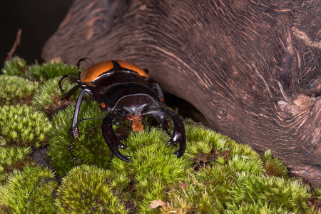 Stag Beetle (Odontolabis mouhoti ) Male on green mossの写真素材