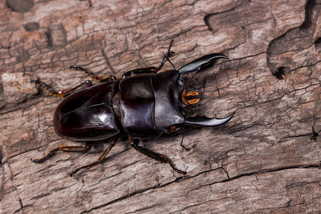 Stag Beetle on the stump woodの写真素材