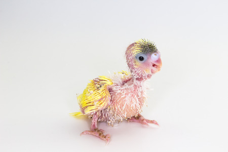 Budgie, Budgarigar Bird chick on white background