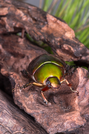 Flower Beetle (Anomala dimidiata) beetle on stump woodの写真素材