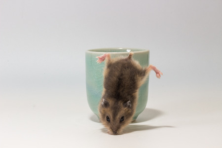 Little and Cute Hamster on white backgroundの写真素材