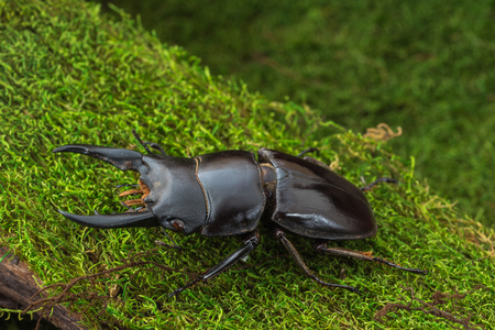 Stag Beetle (Serrognathus lineatopunctatus lineatopunctatus) beetle on green mossの写真素材