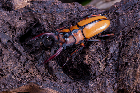 Stag Beetle (Prosopocoilus kannegieteri) Beetle insect on stump wood
