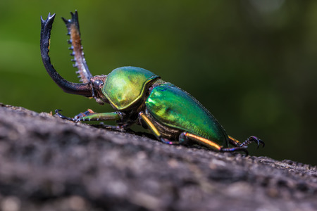 Longhorn beetle (Loesse sanguinolenta), Beetle on the stump woodの写真素材