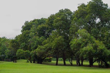 Tree at the gress field in the gardenの写真素材