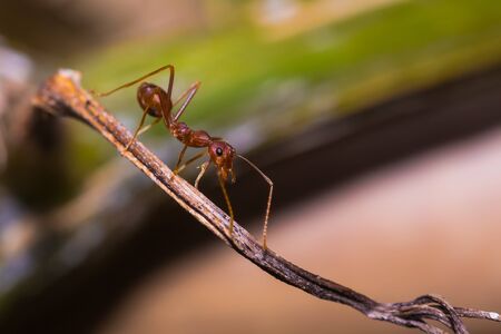 The Working Ants on green branchの写真素材