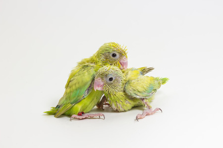 Pastel Green Forpus Bird Chick on white backgroundの写真素材