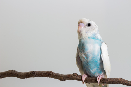 Little Cute Budgerigar on the branch