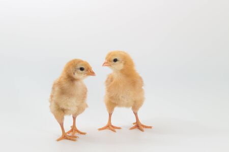 Chicken, Rhode Island Red Chick on white backgroundの写真素材